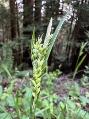 Carex hendersonii