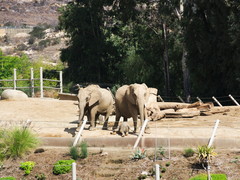 Elephantidae