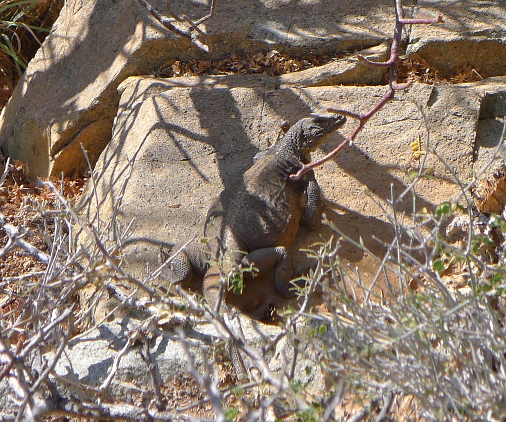 Catalina Chuckwalla