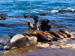 Zalophus californianus