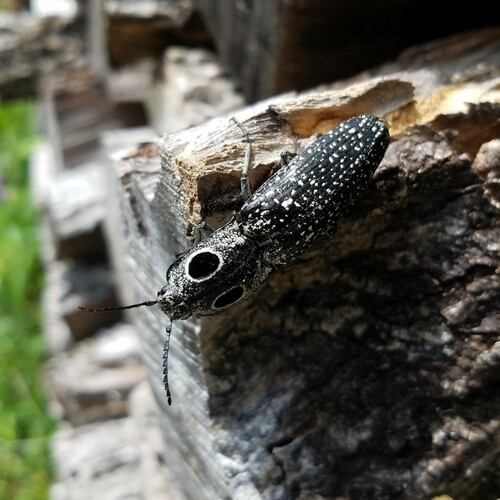 Eastern Eyed Click Beetle