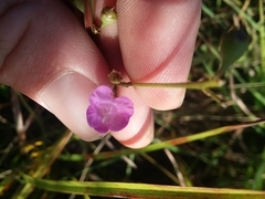Agalinis obtusifolia