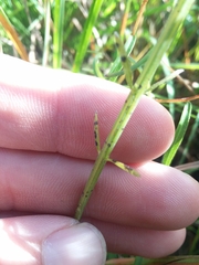 Agalinis obtusifolia