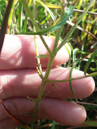 Image of Agalinis obtusifolia by (c) Will McFarland, some rights reserved (CC BY)