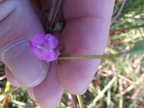 Image of Agalinis obtusifolia by (c) Will McFarland, some rights reserved (CC BY)