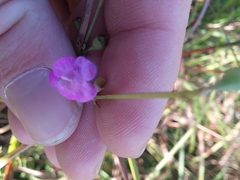 Agalinis obtusifolia