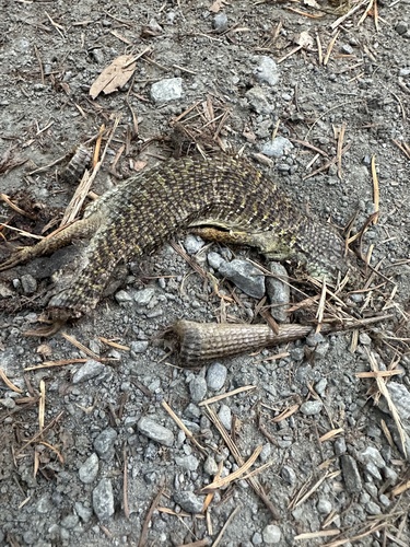 iNaturalist observation photo of Northern Alligator Lizard