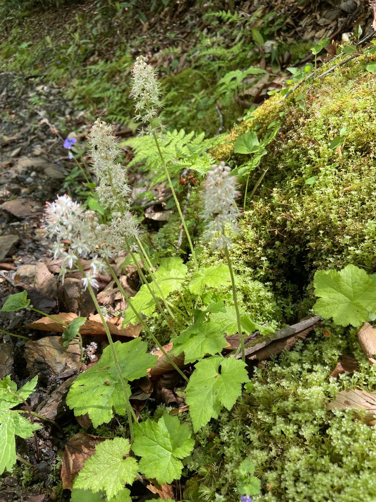 Southern Foamflower from Pisgah National Forest, Blowing Rock, NC, US