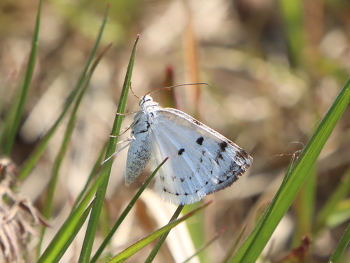 Bluish Spring Moth photo 4