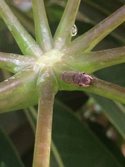 Oncometopia facialis