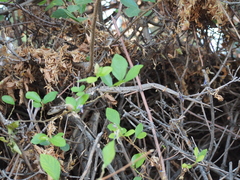 Elgaria multicarinata