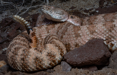 Photo of a Isla Angel Rattlesnake (Crotalus angelensis)