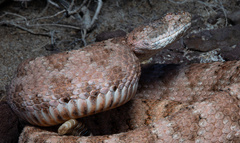 Isla Angel Rattlesnake photo 2