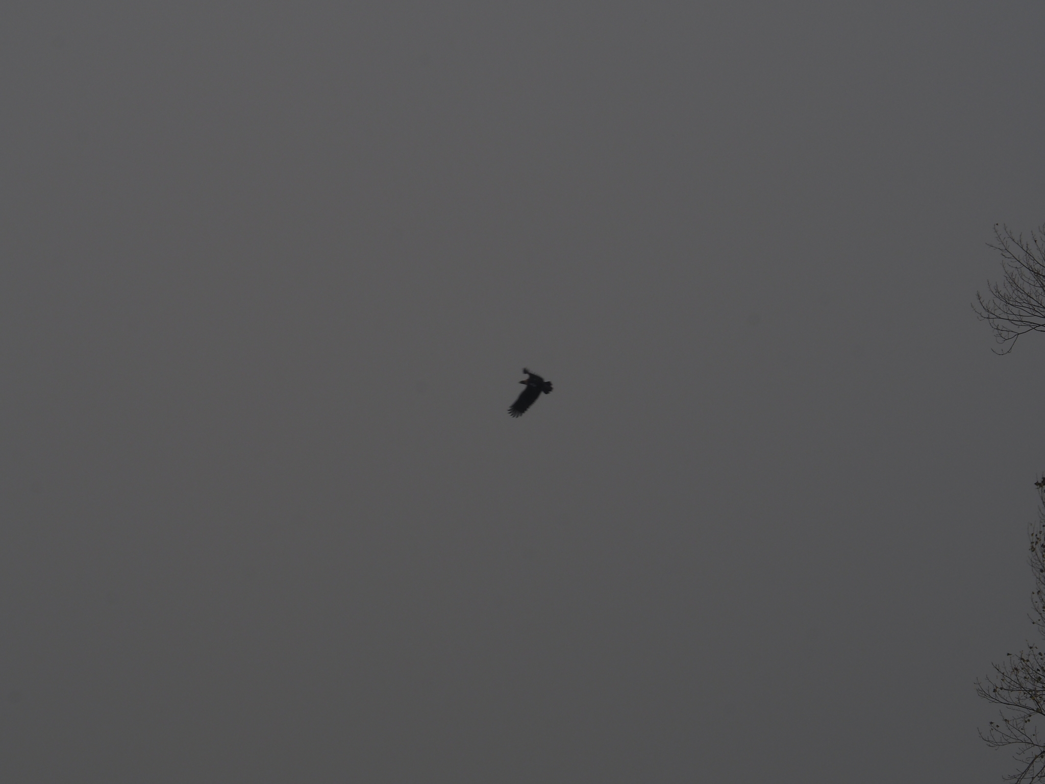 Eastern Imperial Eagle