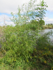 Salix nigra
