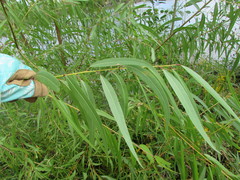Salix nigra