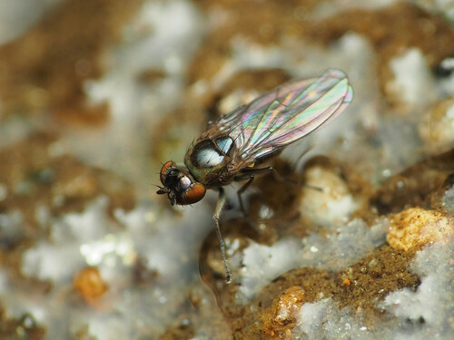Scatella favillacea