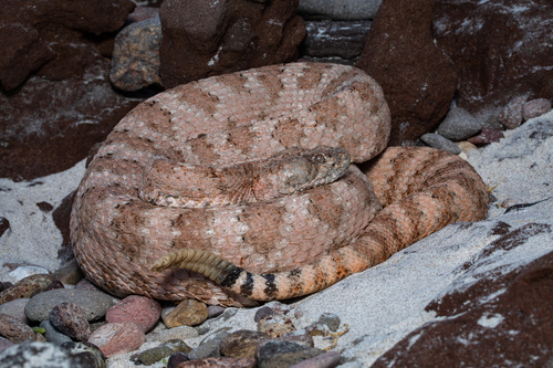 Angel de la Guarda Island Speckled Rattlesnake