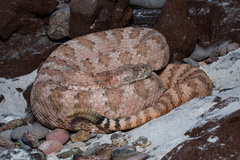 Isla Angel Rattlesnake photo 4