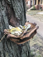 Cerioporus squamosus