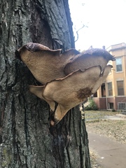 Cerioporus squamosus