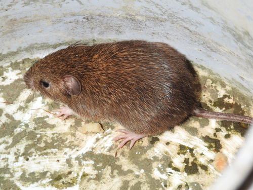 Painted Spiny Pocket Mouse