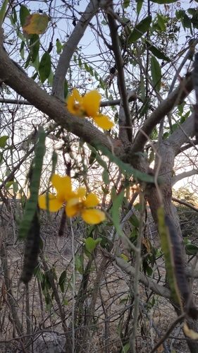 Image of Twin-Flowered Cassia (Senna pallida) by no rights reserved