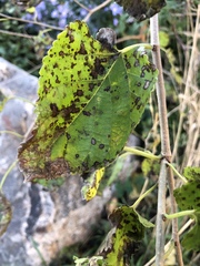 Cercospora moricola