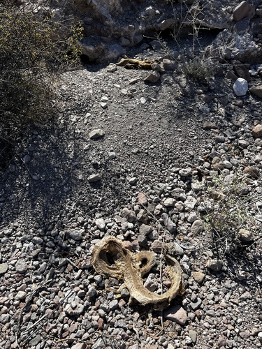 Angel de la Guarda Island Speckled Rattlesnake