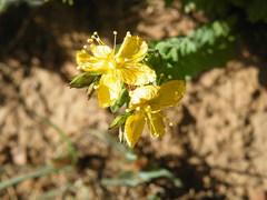 Hypericum aethiopicum