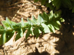 Hypericum aethiopicum
