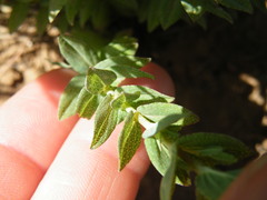 Hypericum aethiopicum