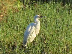 Egretta thula