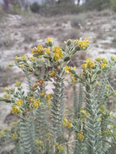 Euphorbia neilmulleri