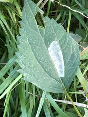 Calycomyza eupatoriphaga