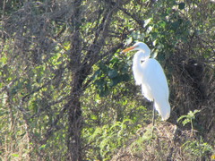 Ardea alba