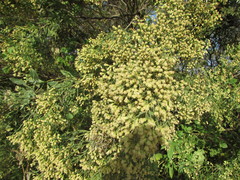 Baccharis halimifolia