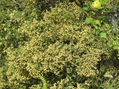 Baccharis halimifolia