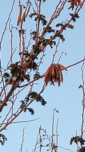 Image of Leucaena lanceolata by no rights reserved