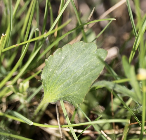 Ranunculus rhomboideus