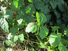 Cissus trifoliata