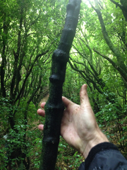 Muehlenbeckia australis