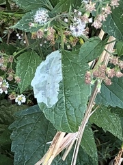 Calycomyza eupatoriphaga