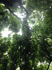 Muehlenbeckia australis