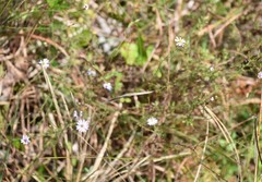 Symphyotrichum subulatum elongatum