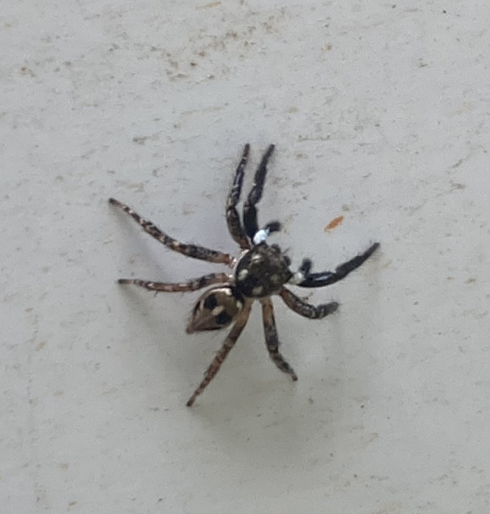 Twin-flagged Jumping Spider from Rattlesnake Bluff Rd, Crestview, FL ...