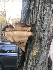 Cerioporus squamosus