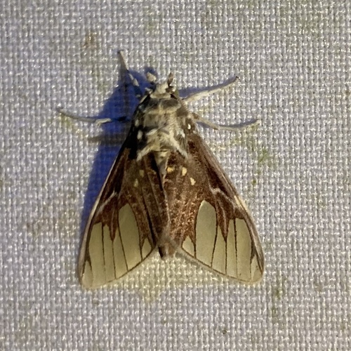 Scaptius asteroides