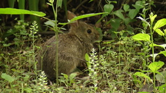 Sylvilagus floridanus