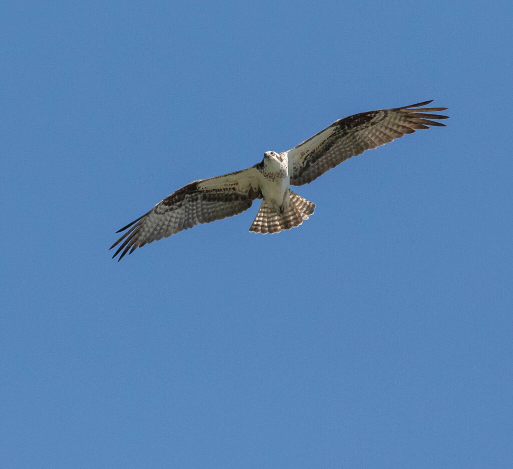 osprey-from-grant-county-nm-usa-on-april-16-2023-at-10-03-am-by-dan